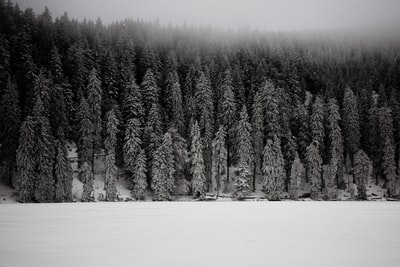 灰度冰雪覆盖松树的照片
